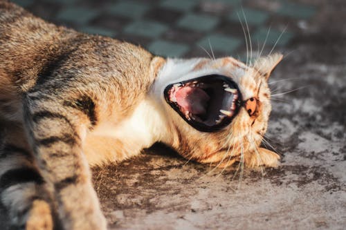 Kostenlos Katze, Die Auf Grauer Oberfläche Liegt Stock-Foto