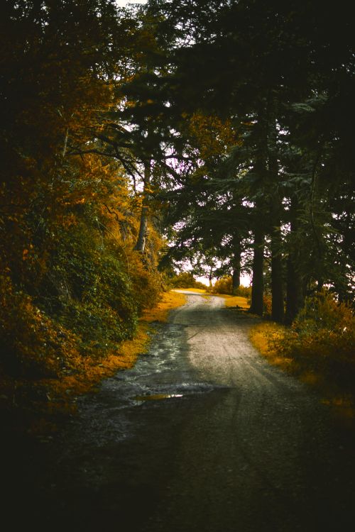 Free A tranquil dirt road surrounded by lush autumn trees in an outdoor forest scene. Stock Photo