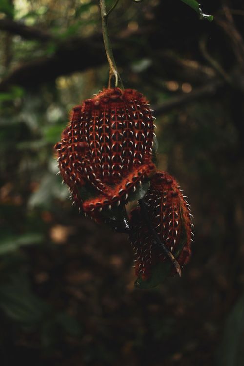 Free Macro shot showcasing a dark, spiky fruit hanging in a forest setting. Stock Photo