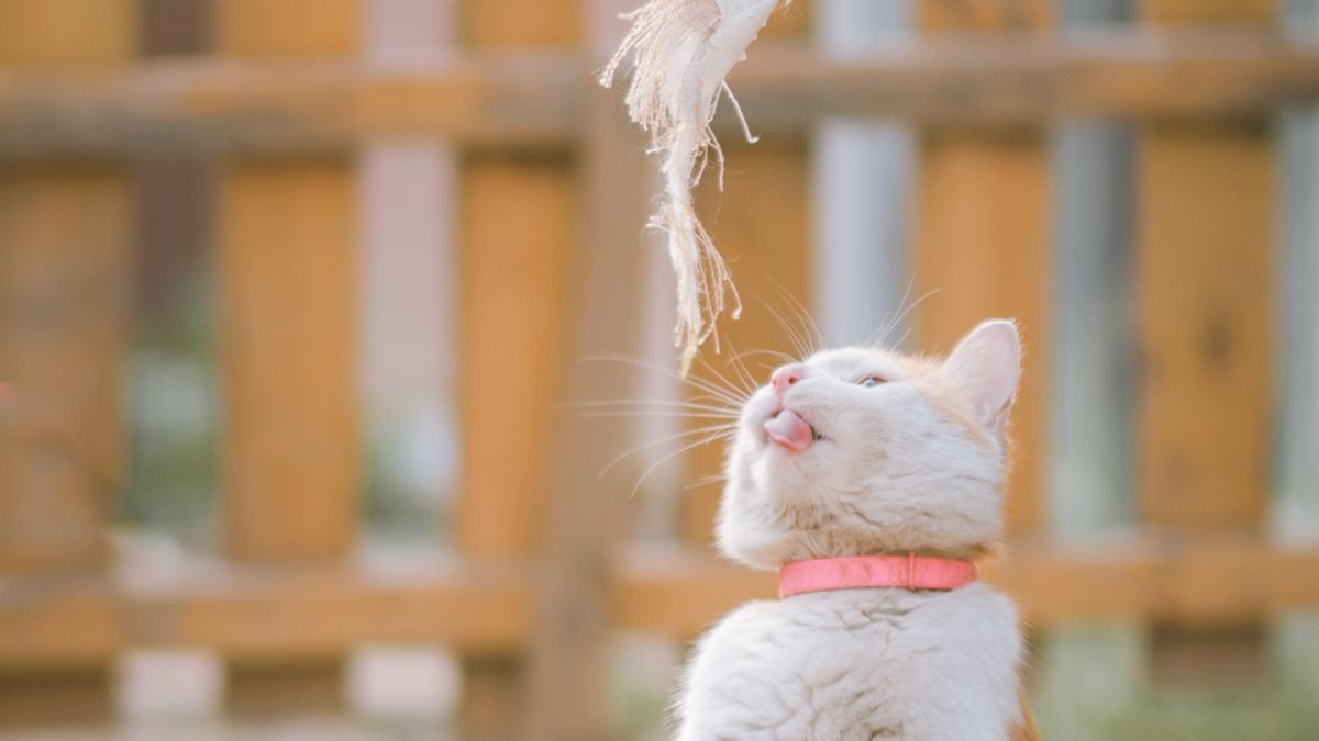 Choisir les bons jouets pour votre chat : guide pratique