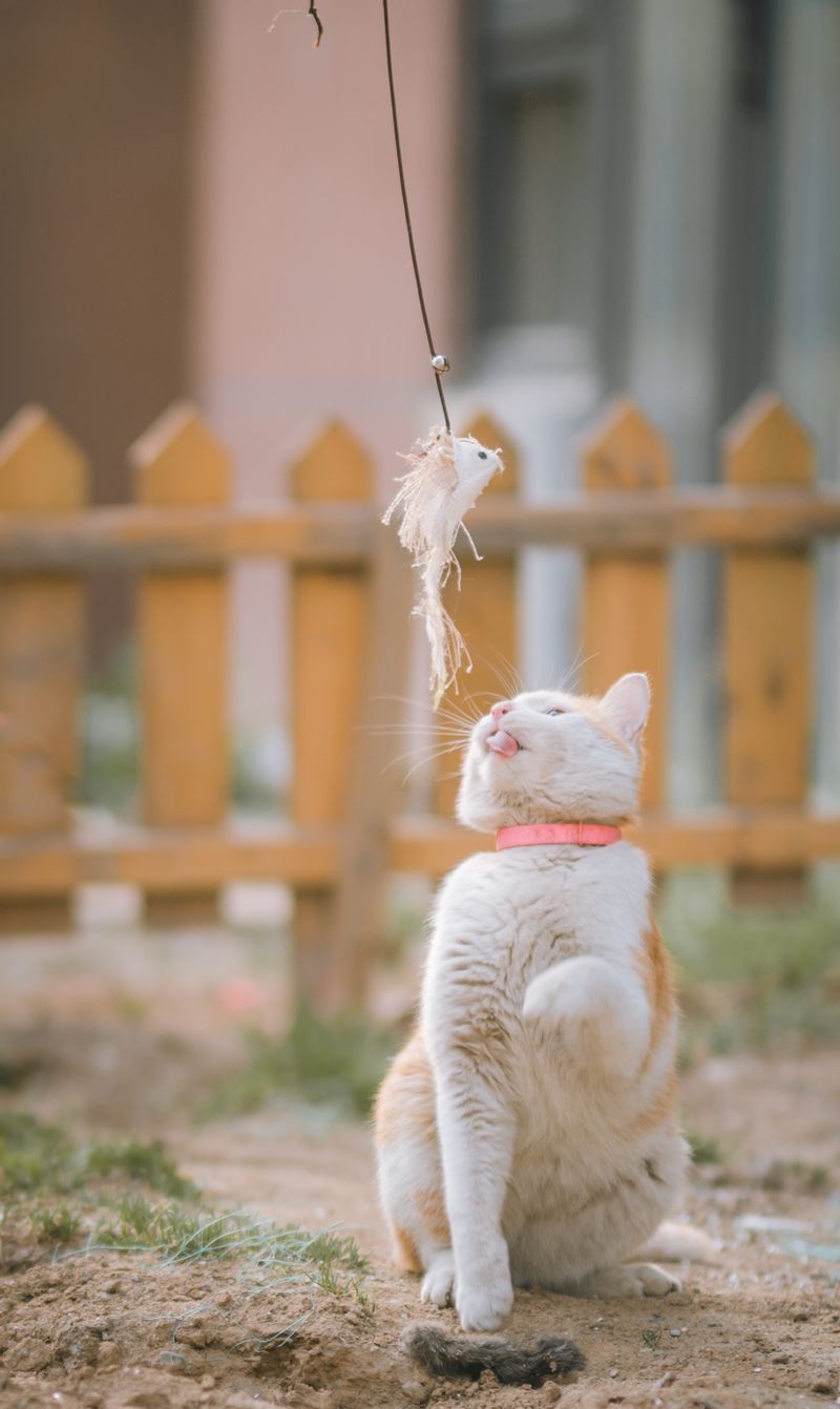 Gato jugando con un plumero en Anlú