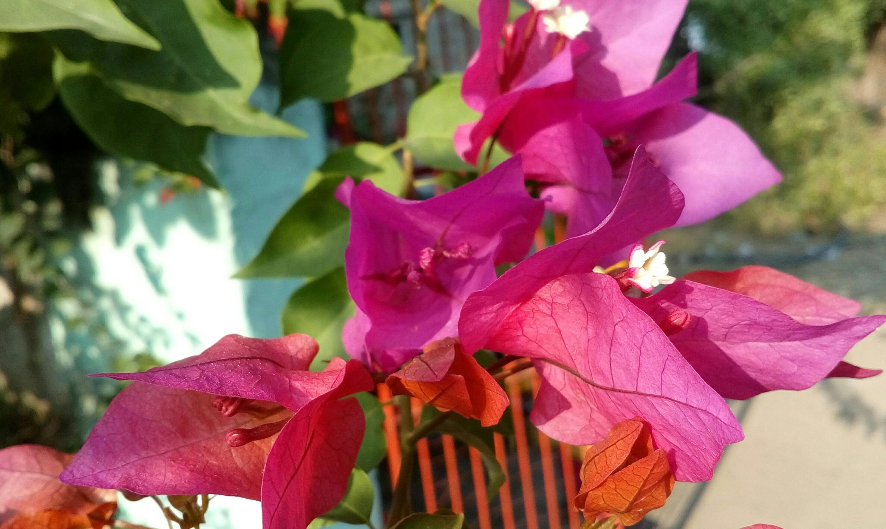 Photo Gratuite De Bouquets De Fleurs Fond Décran Fleur