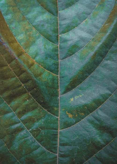 Imagine de stoc gratuită din a închide, frunză, verde
