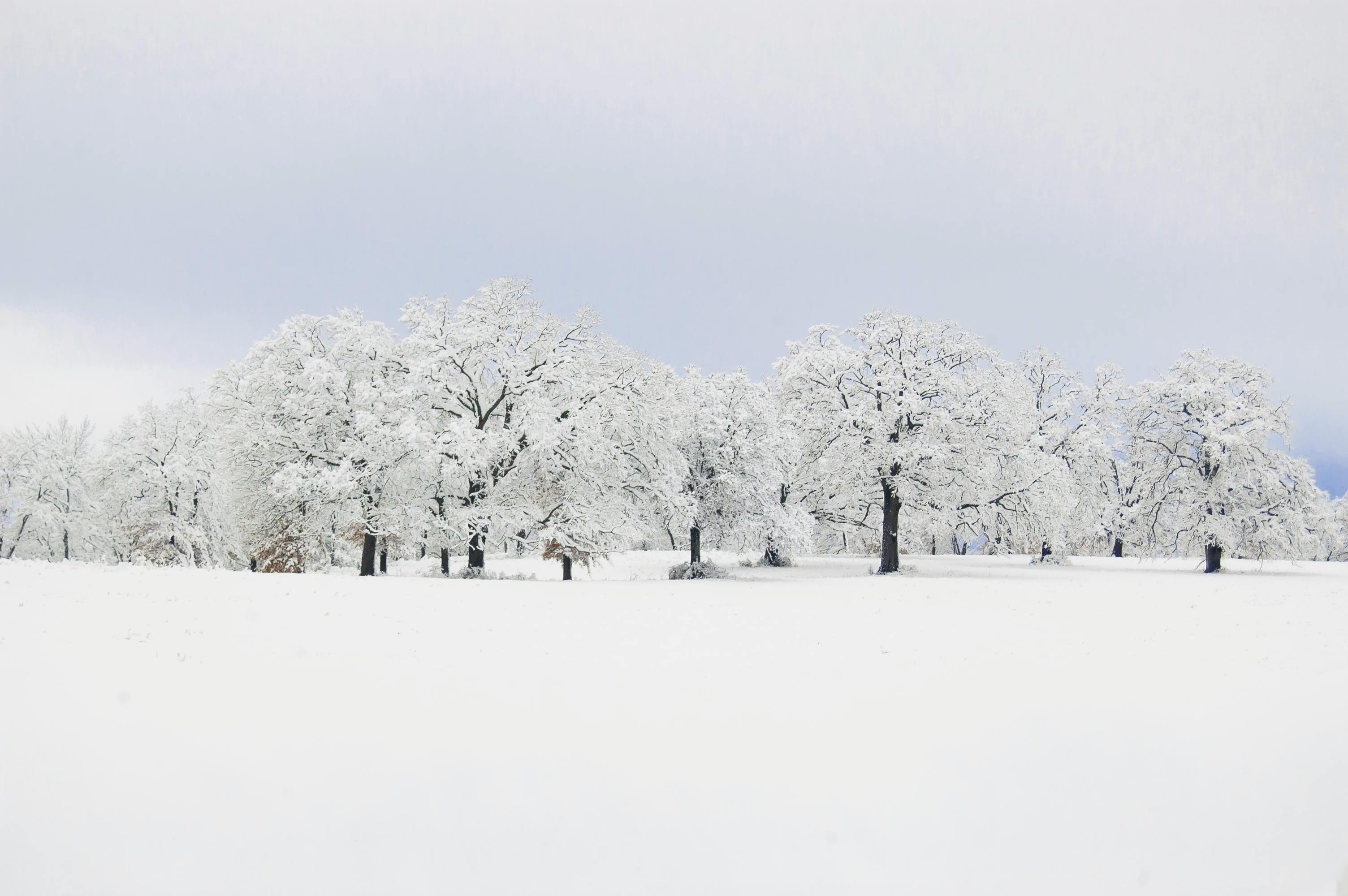Snow Covered Trees