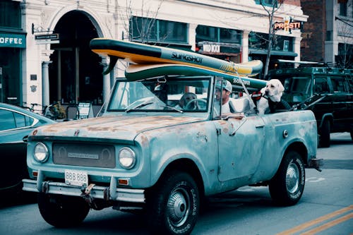 Mann, Der Pickup Mit Zwei Großen Hunden Und Surfbrett Fährt