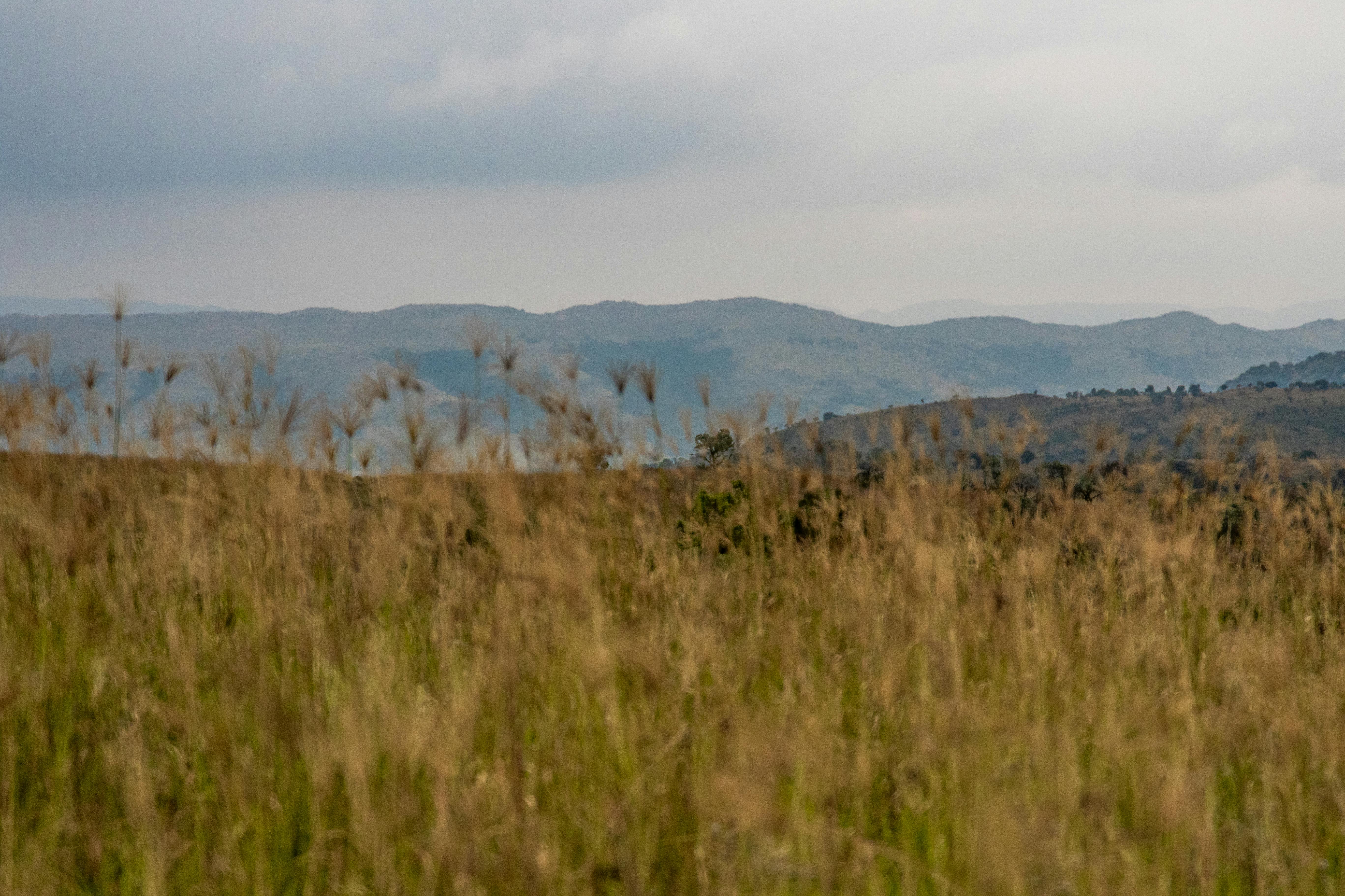 Foto de stock gratuita sobre césped, fotografía de paisaje, hierba