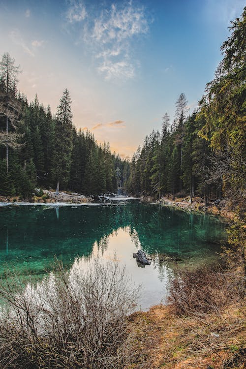 Landscape Photo of Riverand Pine Trees