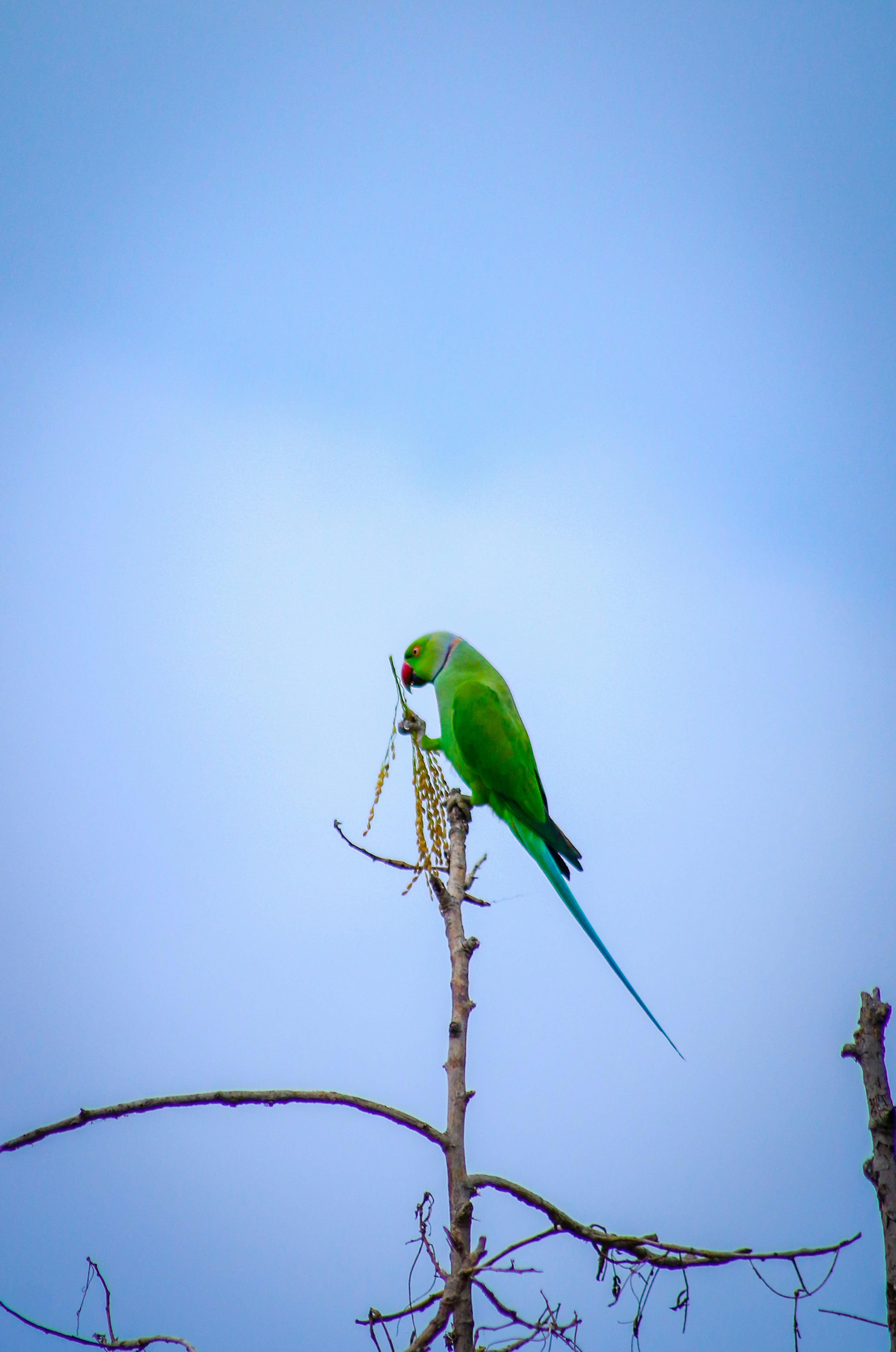 Free stock photo of bird, blue sky, clear sky