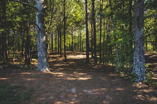 White and Brown Trees