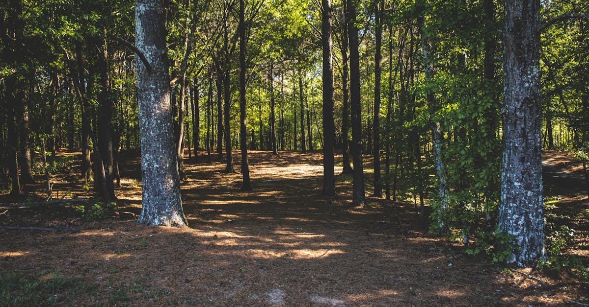Résilience après un deuil : comment avancer