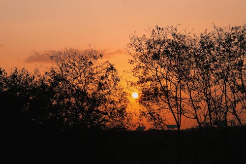 Gratis Silueta De árboles Foto de stock