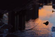 水池中宁静的日落倒影，捕捉到了鲜艳的色彩与宁静的氛围