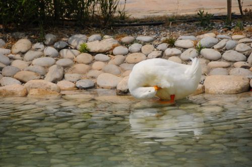 Free stock photo of animals, nature Stock Photo