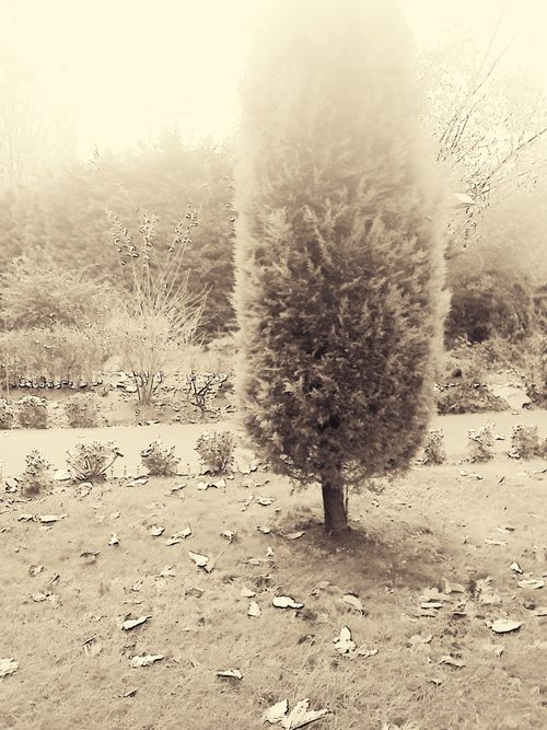 Free stock photo of nature, tree Stock Photo
