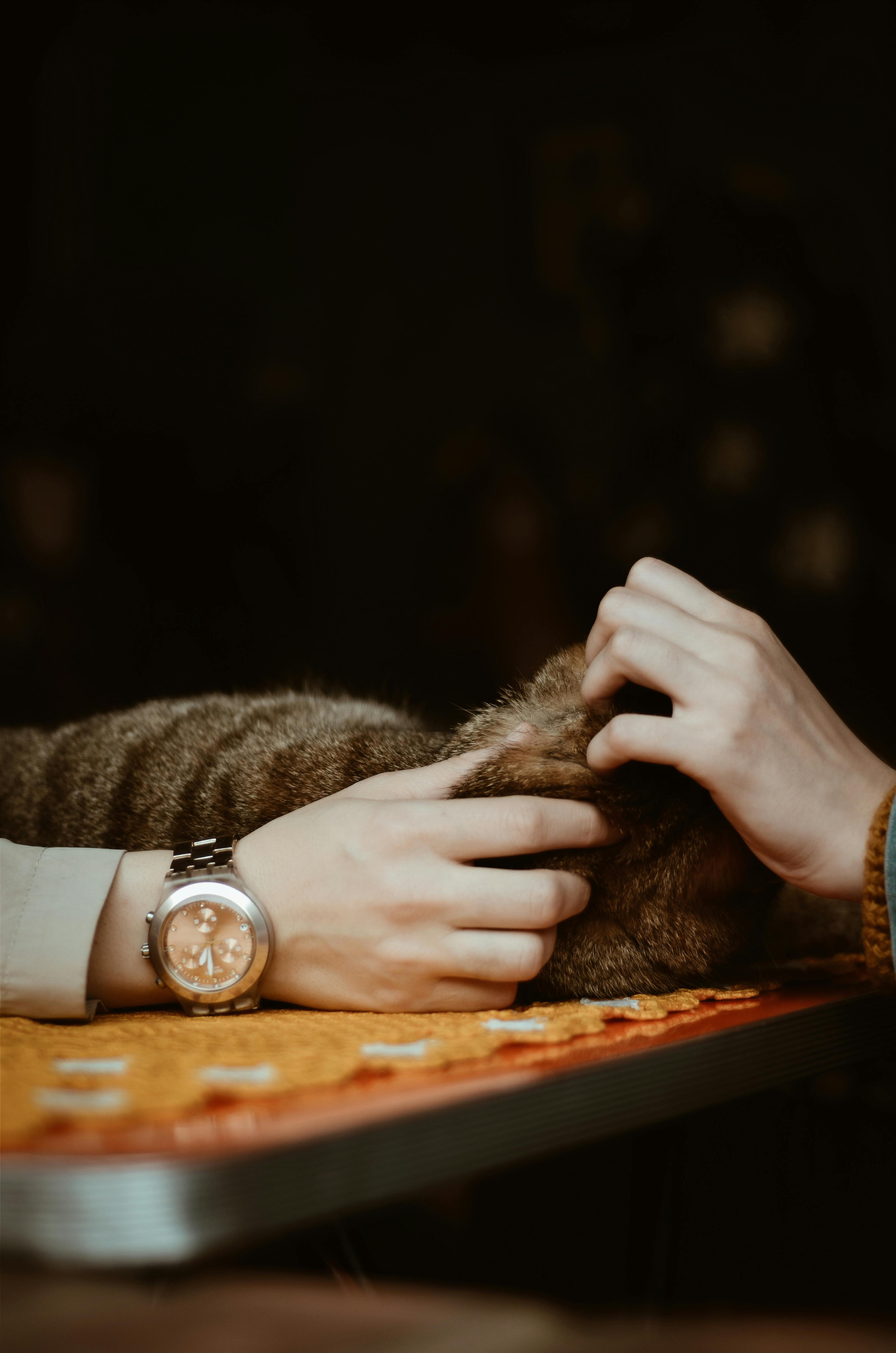 双手轻抚着桌面上那只放松的虎斑猫，营造出温暖舒适的氛围