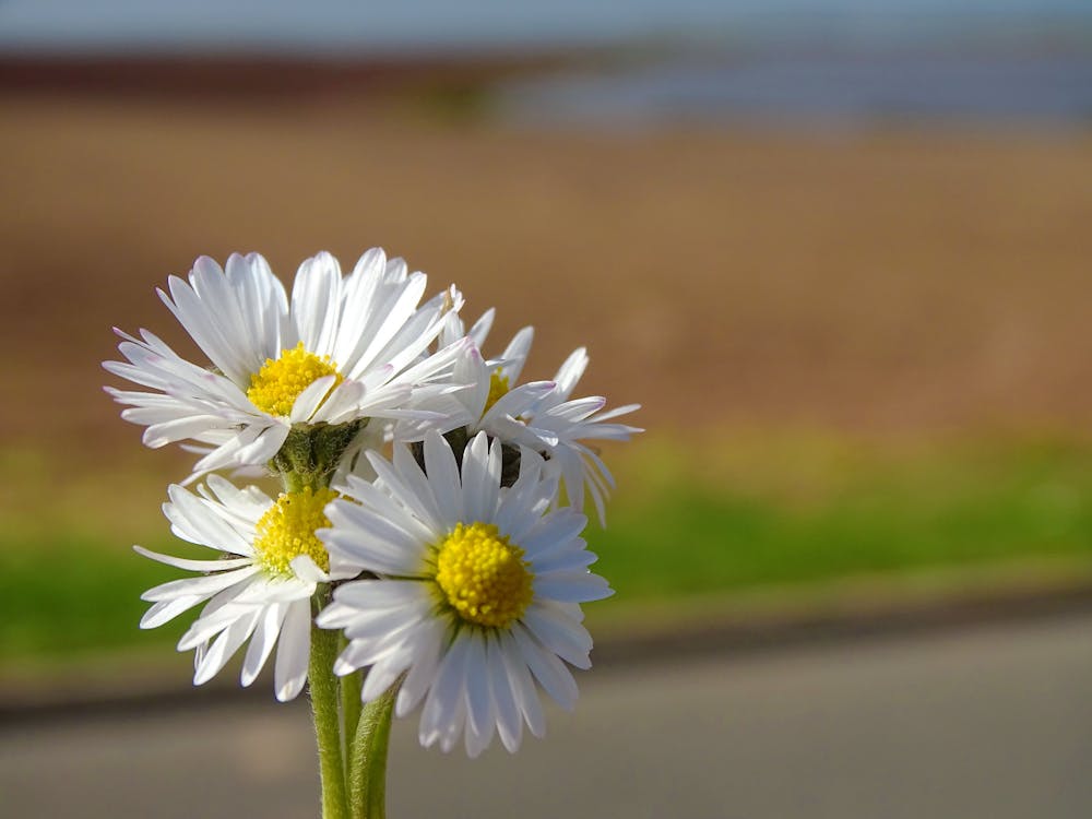 Gambar Bunga Aster Putih Koleksi Gambar Bunga