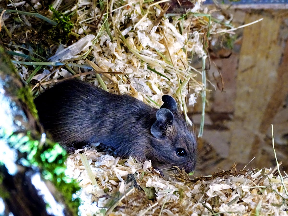 Framing Costs in Massachusetts: What to Budget