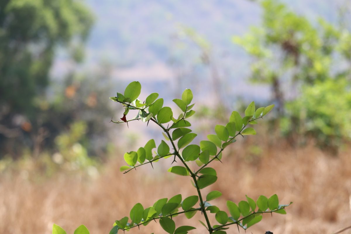 Land clearing