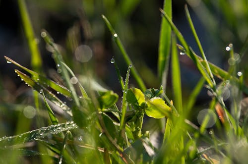 Free stock photo of drop, drops, grass