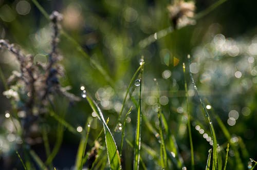 Free stock photo of drop, drops, grass