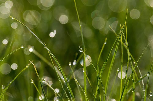 Free stock photo of drop, drops, grass