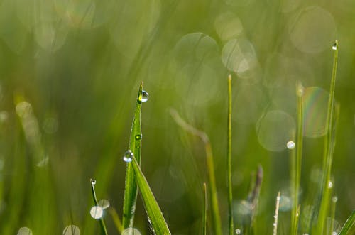 Free stock photo of drop, drops, grass