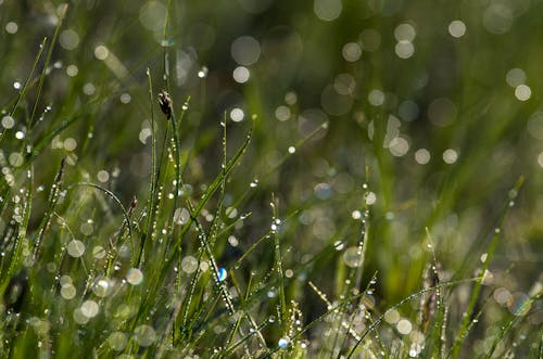 Free stock photo of drop, drops, grass