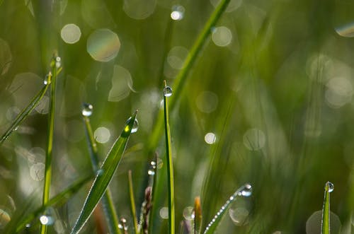 Free stock photo of drop, drops, grass