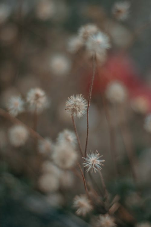 Selective Focus Photography of Dandelion Flowers