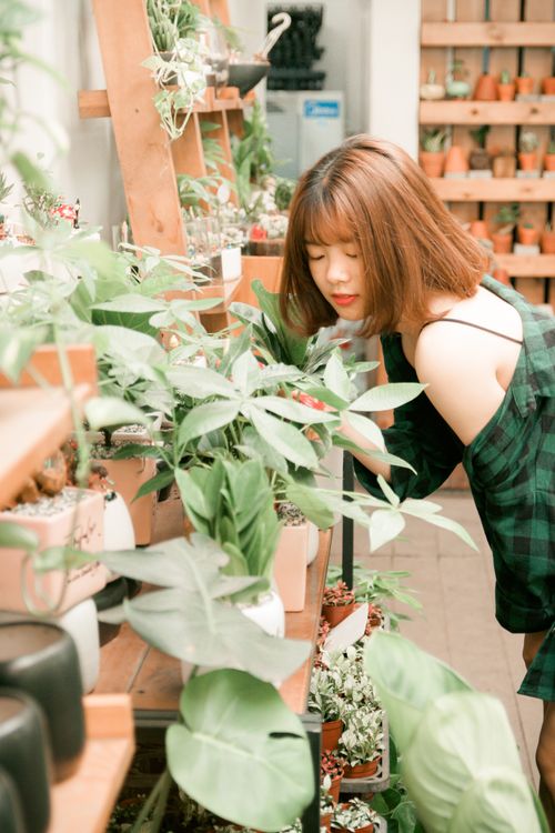 Free Asian woman tending to houseplants in a bright indoor greenhouse setting. Stock Photo