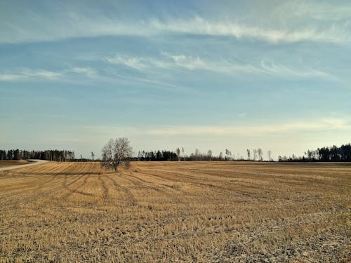 Free stock photo of field, landscape