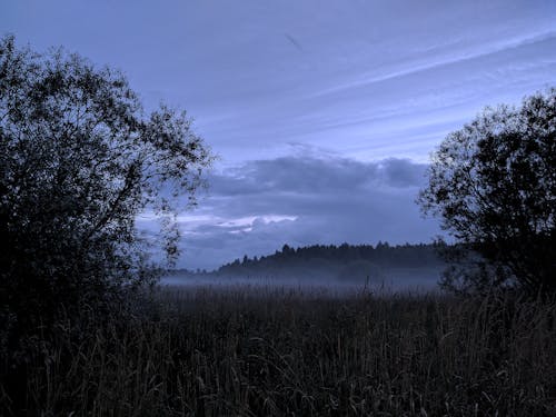 Free stock photo of fog, meadow