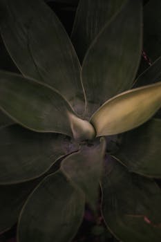 从上到下，郁郁葱葱、汁液饱满的绿叶，清晰地展现了自然的图案与纹理