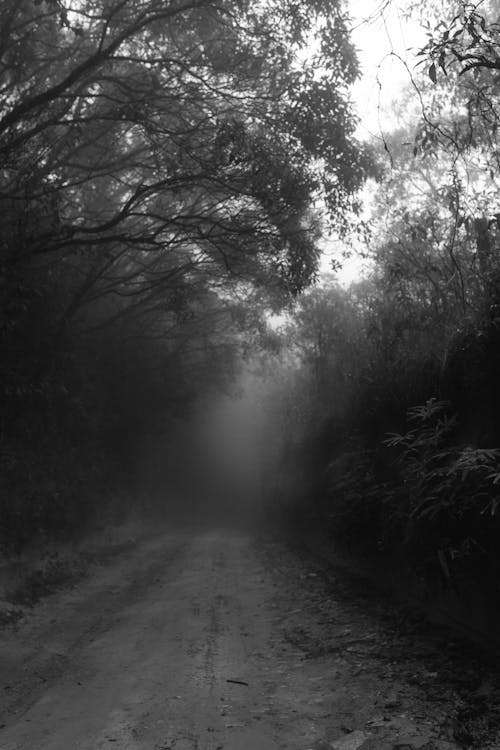 Chemin De Terre Entre Les Arbres