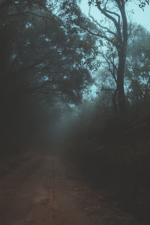 Trees Beside Pathway