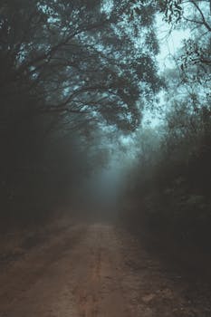 森林中一条神秘的雾路既让人感到平静，又暗藏阴谋