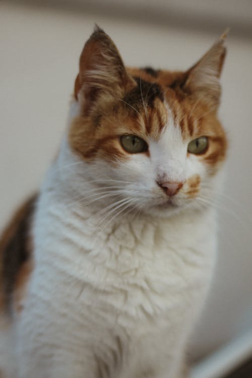 A calico cat is looking at the camera