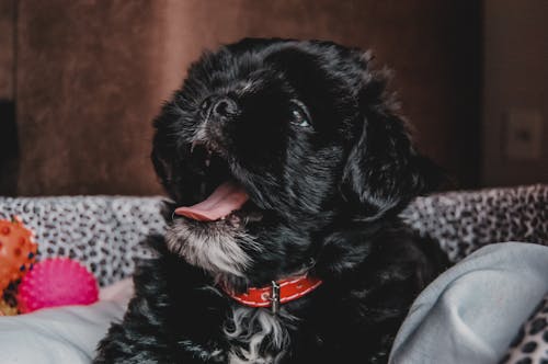 Free Short-coated Black Puppy Stock Photo