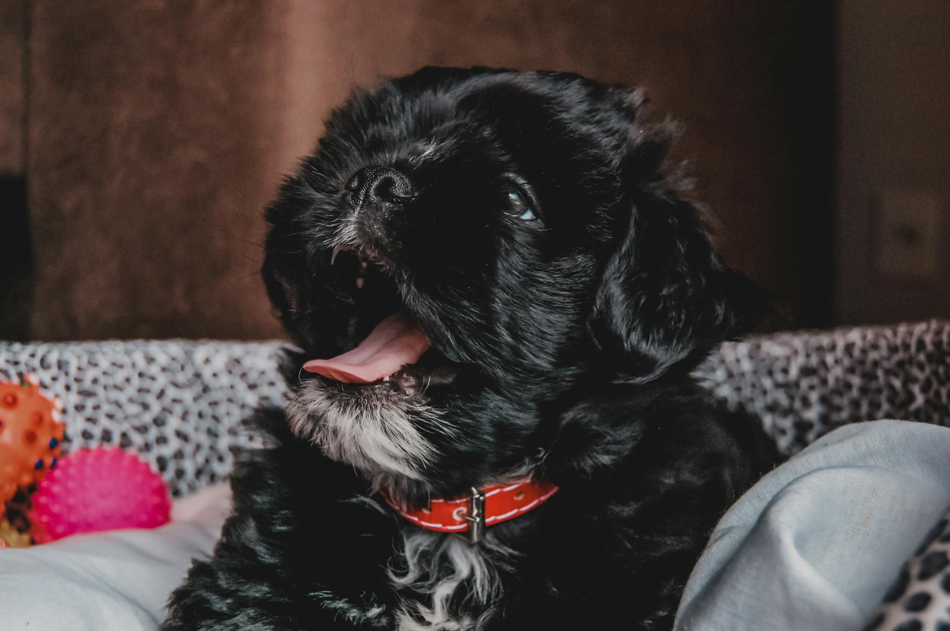 Short-coated Black Puppy