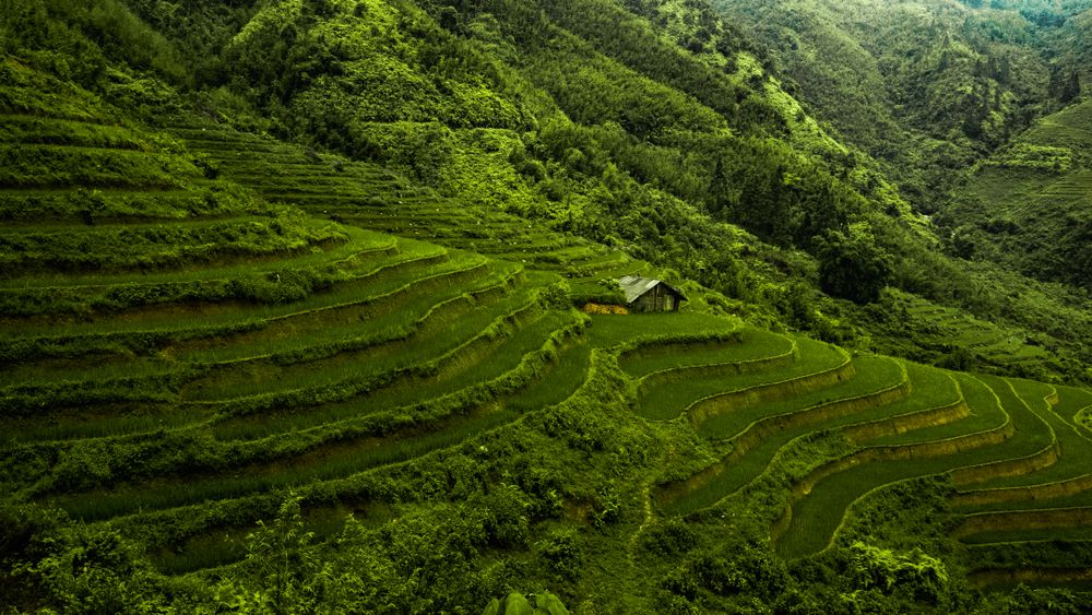 Grüne Reisterrassen in Sapa im Norden Vietnams