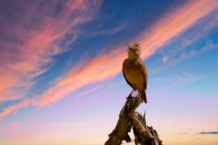 Low Angle Photo Of Brown Bird Perch On Driftwood