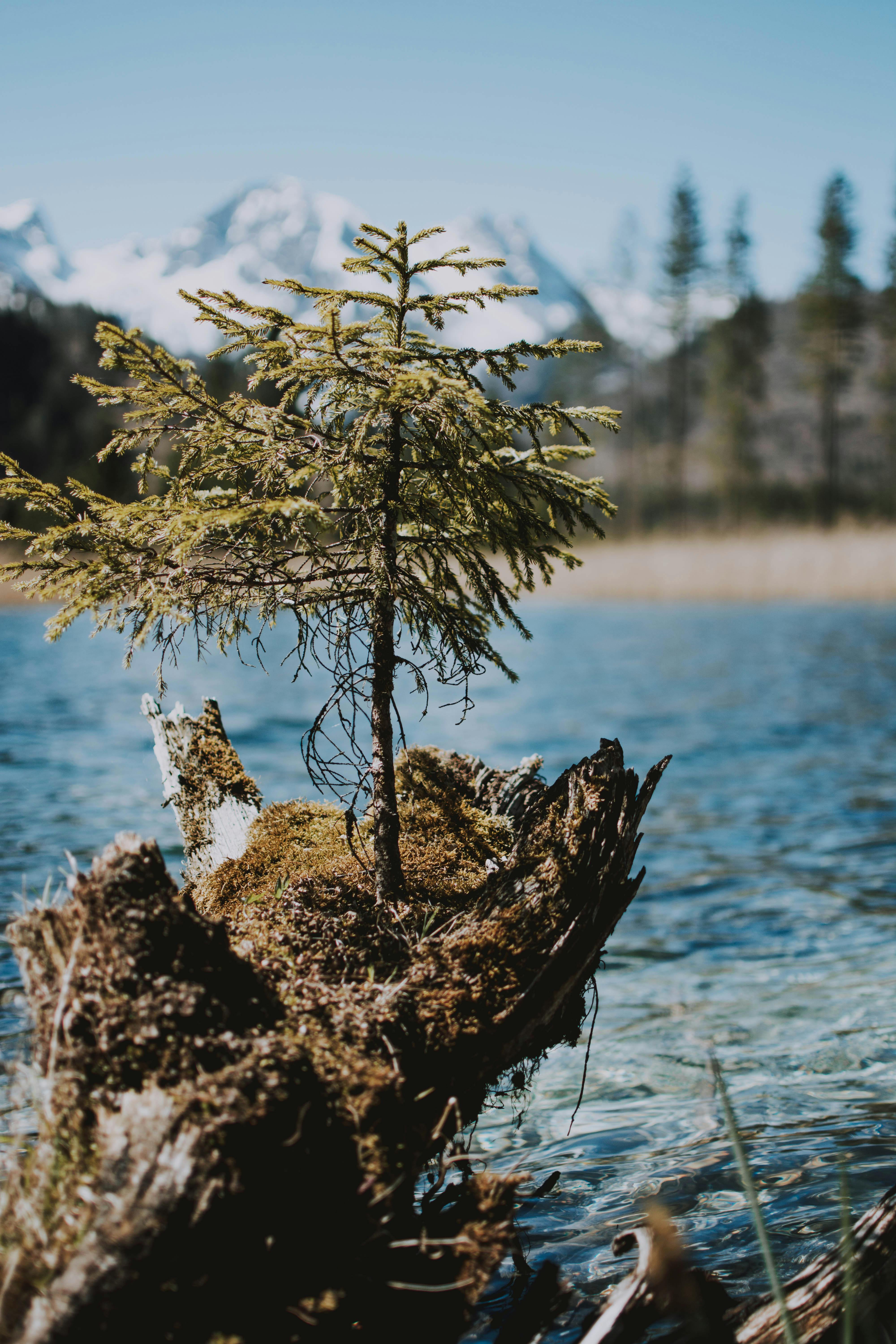 宁静的湖畔，一棵小常绿植物长满青苔的原木上，可欣赏山景