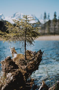 宁静的湖畔，一棵小常绿植物长满青苔的原木上，可欣赏山景