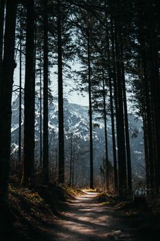 宁静的森林小路通向雪山，景色令人惊叹