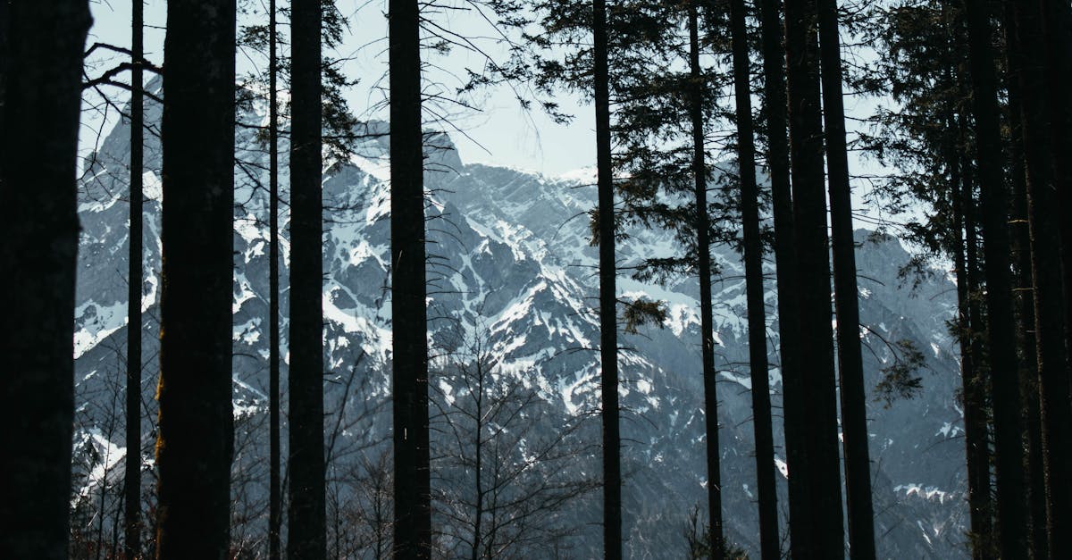 Trees In Between Path · Free Stock Photo