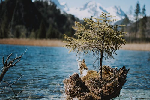 Pine Tree by the Lake