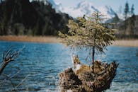 高山湖泊风景如画，岸边一棵孤独的树长满青苔，四周群山环绕