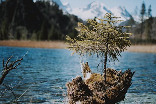高山湖泊风景如画，岸边一棵孤独的树长满青苔，四周群山环绕