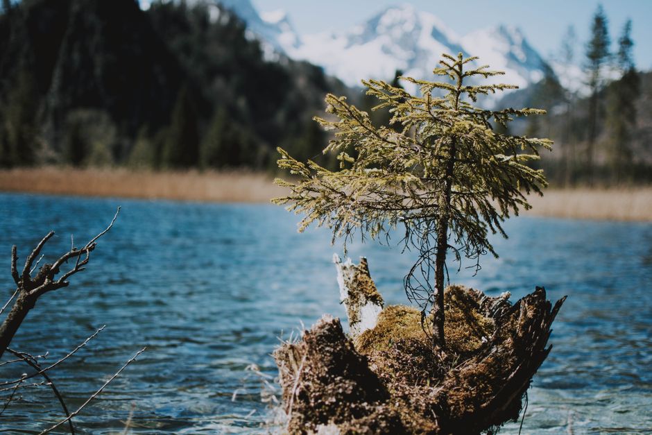 A picturesque alpine lake with a lone tree on mossy shore, surrounded by mountains.