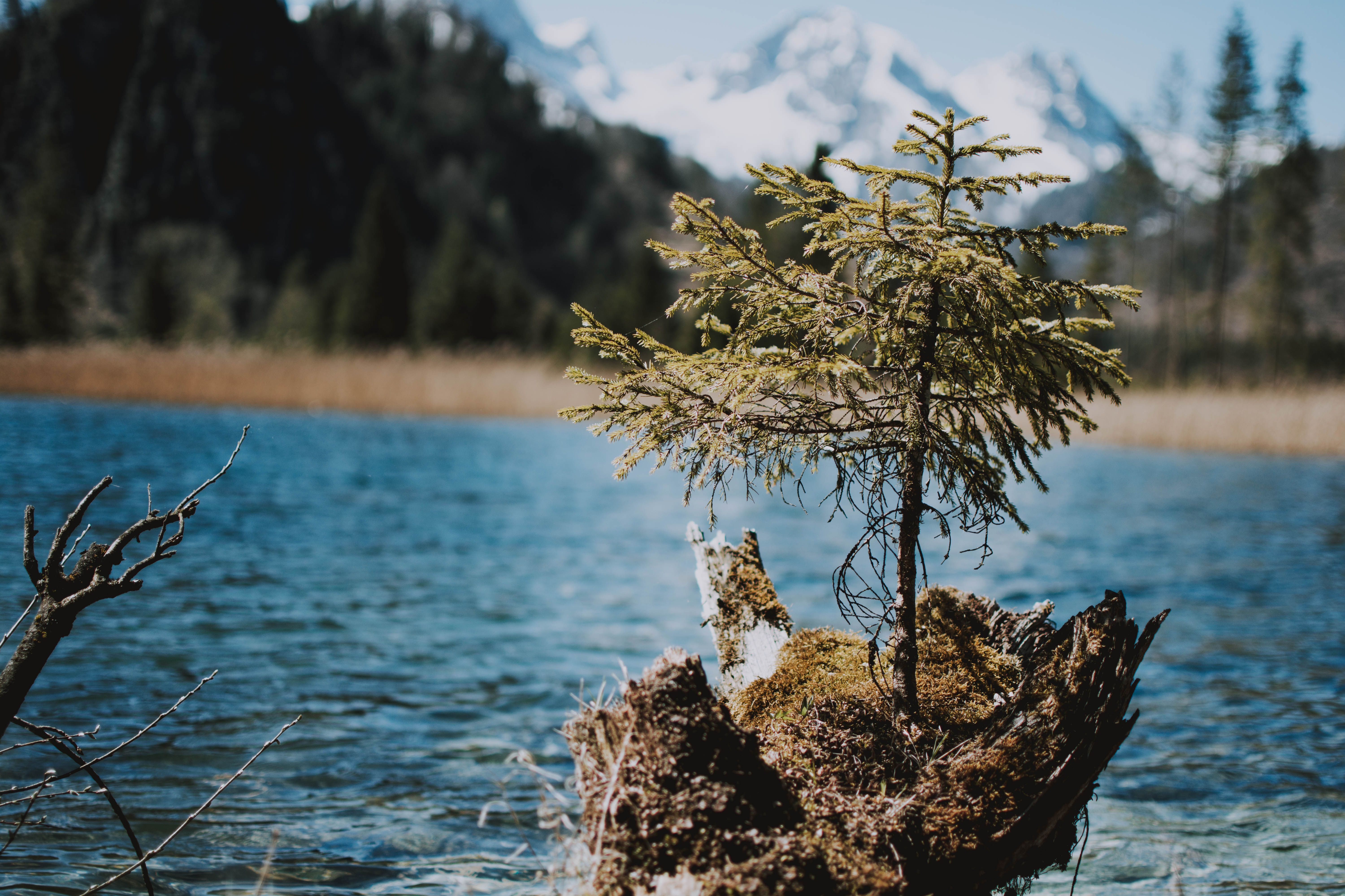 Pine Tree by the Lake · Free Stock Photo